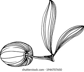 Olive sketch element. Olive branches isolated. Vector hand drawing illustration.