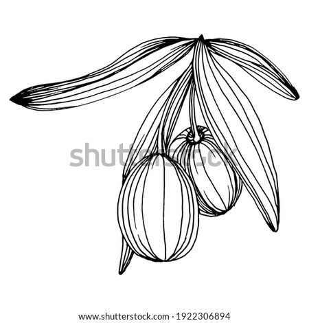 Olive sketch element. Olive branches isolated. Vector hand drawing wildflower for background, texture, wrapper pattern, frame or border.
