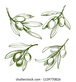 Olive sketch element collection. Olive branch is hand-drawn. Sketch of olive branch on white background