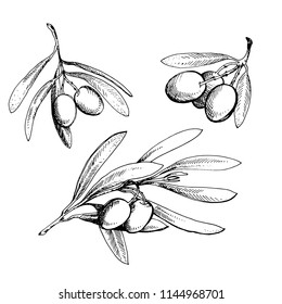 Olive sketch element collection. Olive branch is hand-drawn. Sketch of olive branch on white background