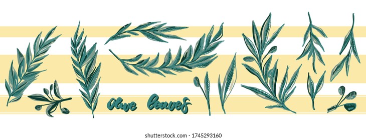 Olive sketch element collection of branches with ripe olives and green leaves. Symbol of peace. Natural and healthy food. Design for book illustration, oil or cosmetic product label