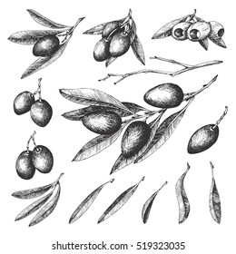 Olive Sketch Element Collection, Olive Branches Isolated Over White Background, Leaves, Olives, Vector Hand Drawn Retro Illustration. Italian Cuisine. 