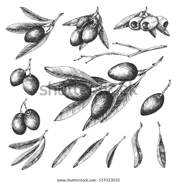 白い背景にオリーブスケッチエレメントコレクション オリーブの枝 葉 オリーブ ベクター手描きのレトロイラスト イタリア料理 のベクター画像素材 ロイヤリティフリー