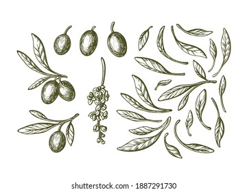 Olive sketch element collection. Vector illustration. Hand drawn plant, green leaves, ripe fruit, flowers in bloom on white background. Bio oil. Italian harvest