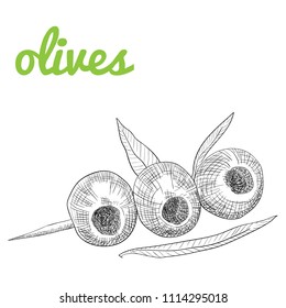 Olive sketch element, olives isolated over white background, leaves, olives, vector hand drawn retro illustration. 