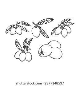 Olive sketch line icon element collection, olive branches isolated over white background