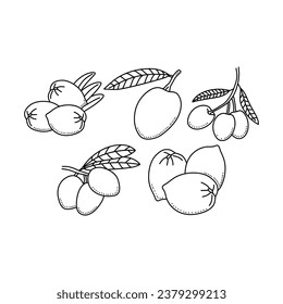 Olive sketch line icon element collection, olive branches isolated over white background