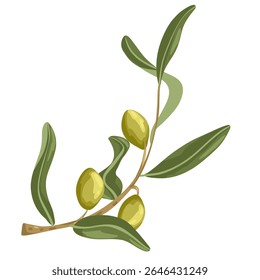Olive sprig with green olives and leaves. Hand drawn vector flat illustration for Mediterranean packaging, eco labels, farm visuals, healthy recipes and gourmet product design