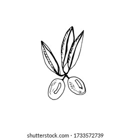 Olive sprig. Single simple sketch elements. Stock vector black outline illustration isolated on white background. Hand drawn doodle.