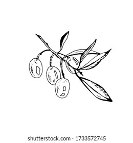 Olive sprig. Single simple sketch elements. Stock vector black outline illustration isolated on white background. Hand drawn doodle.