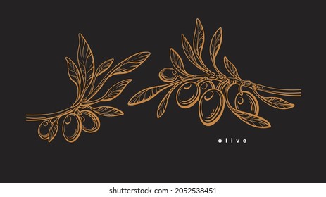 Olive template. Graphic vector branch with fruit, golden leaves on black background. Farm harvest, aroma organic oil