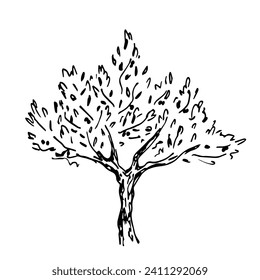 Olive tree, agriculture, garden. Nature and vegetation. Simple hand drawn vector illustration in black outline. Sketch in ink. For labels, vegetable oil packaging.