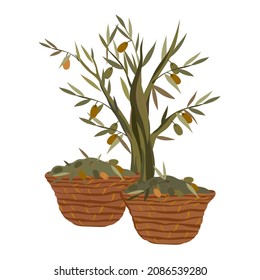 Árbol de oliva con cestas de cosecha de aceitunas, ilustración vectorial plana aislada en fondo blanco. Diseñar alimentos y productos cosméticos.