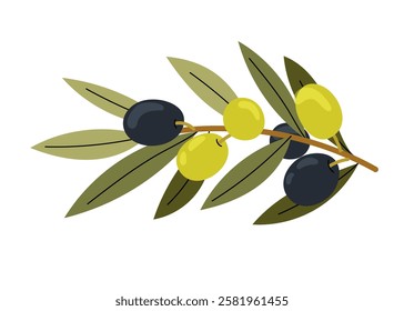 Olive tree. Black and green olives on a branch. Natural ingredient for mediterranean cuisine. Fresh and ripe olives illustration.