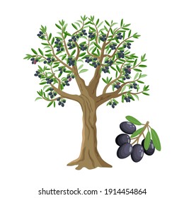 Olive tree with black olives, ripe olives and olive branch isolated on white backgroun, vector illustration.
