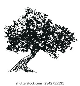 olivo: ilustración de dibujo en blanco y negro sobre fondo blanco
