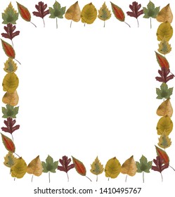 Olive tree border. Vector element. leaf frame 