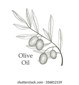 Olive tree branch with berries isolated. Vegetable garden background. Retro olive branch engraving vector illustration