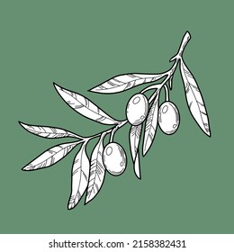 Rama de olivo con bayas de oliva, línea, ilustración vectorial monocroma, ilustración botánica sobre fondo verde