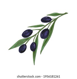 Olive tree branch with black fruits and leaves. Mediterranean plant with fresh vegetables. Italian or Greek food. Colored realistic hand-drawn vector illustration isolated on white background