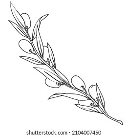 Olive tree branch in black line, hand drawn vector illustration isolated on white background. Olive berries and leaves for logo and packs design.