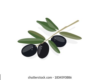 Olive tree branch with black olives. Vector flat illustration isolate on white background.