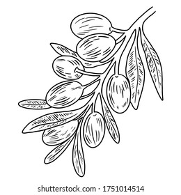 Olive tree branch, black and white graphics.Vector illustration on white background. For cards, posters, decor, t shirt design, logo. For the design of packaging and printed products.

