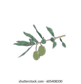 Olive tree branch colored sketch
vector outline illustration