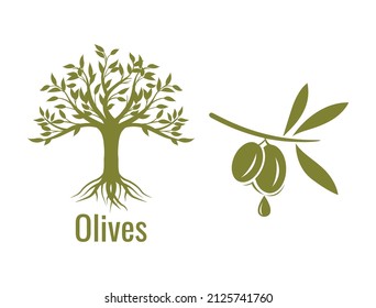 olive tree and an olive branch with a drop of olive oil vector illustration