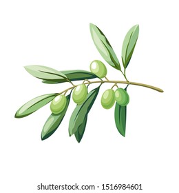 olive tree branch with fruits. color vector illustration isolated on white