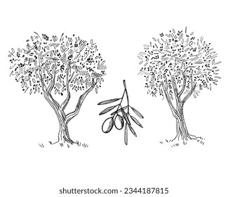 Olive tree and branch with olive fruits drawing. Sketch hand drawn on isolated white background vector illustration. Olive oil production, harvest, healthy food. For print, template, label, logo