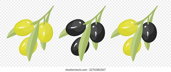 Olivenbaumzweig mit Olivenobst-Illustration. Grüner Olivenbaum Zweig mit Olivenbaum Frucht Vektordesign. Natives Olivenöl extra