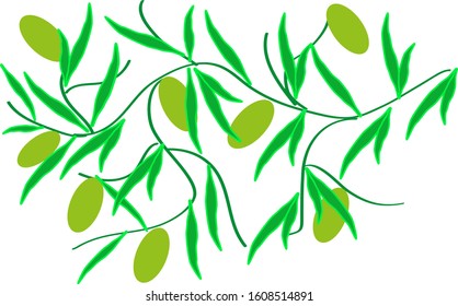 olive tree branch with fruits and leaves on a white background