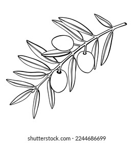 Olive tree branch with fruits and leaves illustration. Mediterranean plant outline. Italian or Greek food ingredient line art. Countered vector illustration isolated on white background. 