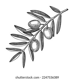 Olive tree branch with fruits and leaves in engraved style. Mediterranean plant with vegetables. Italian or Greek food ingredient sketch. Hand-drawn vector illustration isolated on white background. 