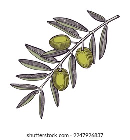 Olive tree branch with fruits and leaves in engraved style. Mediterranean plant with vegetables. Italian or Greek food ingredient sketch. Hand-drawn vector illustration isolated on white background. 