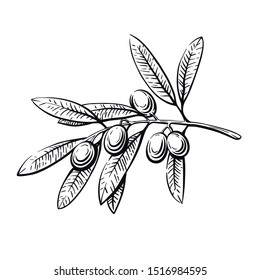olive tree branch with fruits. vector sketch on white