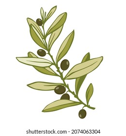 Olive tree branch with green fruit ooze.Vector graphics.