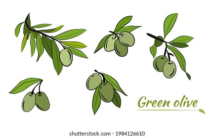 Olive tree branch hand drawn illustration in sketch style. Set of illustrations of olive branch. Botanical illustration. Design elements for label, emblem, banner.