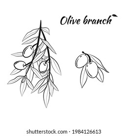 Olive tree branch hand drawn illustration in sketch style. Set of illustrations of olive branch. Botanical illustration. Design elements for label, emblem, banner.