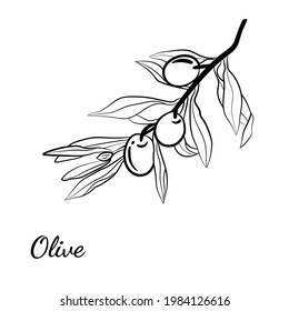 Ilustración dibujada a mano por la rama del árbol de olivo en estilo de esbozo. Conjunto de ilustraciones de la rama de olivo. Ilustración botánica. Diseñar elementos para etiquetas, emblemas, pancartas.