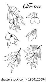 Ilustración dibujada a mano por la rama del árbol de olivo en estilo de esbozo. Conjunto de ilustraciones de la rama de olivo. Ilustración botánica. Diseñar elementos para etiquetas, emblemas, pancartas.