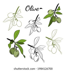 Olive tree branch hand drawn illustration in sketch style. Set of illustrations of olive branch. Botanical illustration. Design elements for label, emblem, banner.