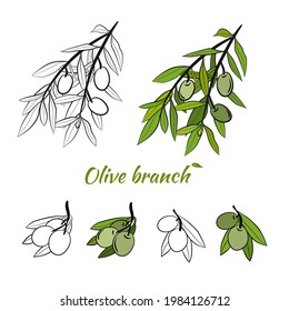 Olive tree branch hand drawn illustration in sketch style. Set of illustrations of olive branch. Botanical illustration. Design elements for label, emblem, banner.