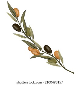 Olive tree branch hand drawn vector illustration isolated on white background. Vintage sketch or engraving style colored image of olive berries and leaves.