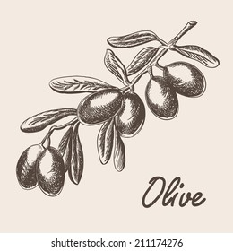 Olive tree branch hand drawn illustration in sketch style