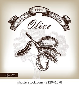 Olive tree branch hand drawn illustration in sketch style.