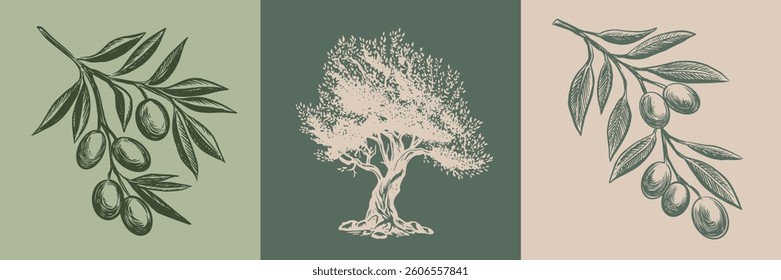 Olive tree and branch hand drawn illustrations, sketch.	