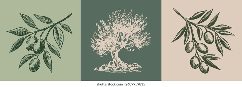 Olive tree and branch hand drawn illustrations, sketch.	