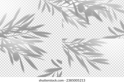 Olive tree branch leaf overlay shadow. Isolated realistic plant branches casts a delicate shades, gray silhouette of olive leaves of dappled sunlight